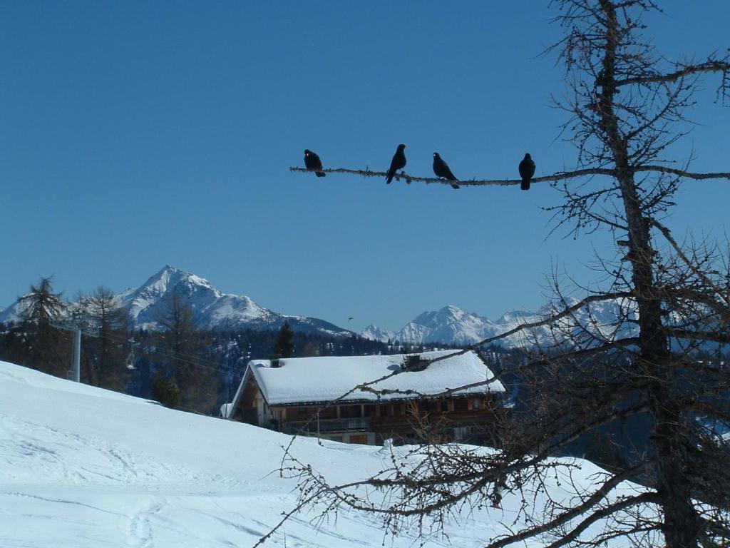 Mecki'S Dolomiten Panorama Stubn Debant Room photo